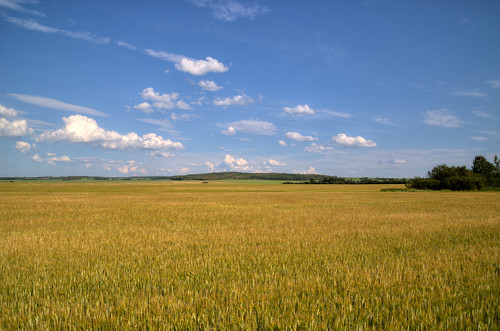 blue sky canada field rural day farm wheat north harvest alberta crop pwpartlycloudy