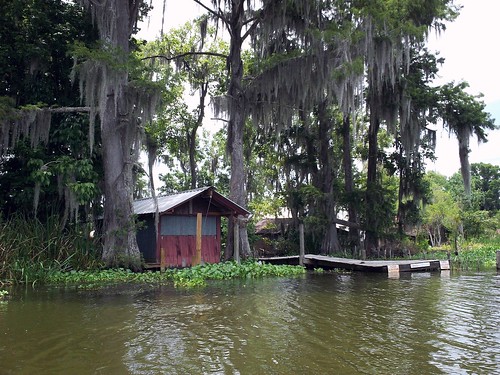 trees camp louisiana bayou swamp wetlands cypress lafourcheparish ilobsterit