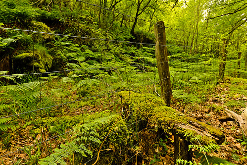 trees green fence woodland nationalpark moss wire post devon valley ferns netting barbed dartmoor stile riverdart hff fencefriday infinitexposure