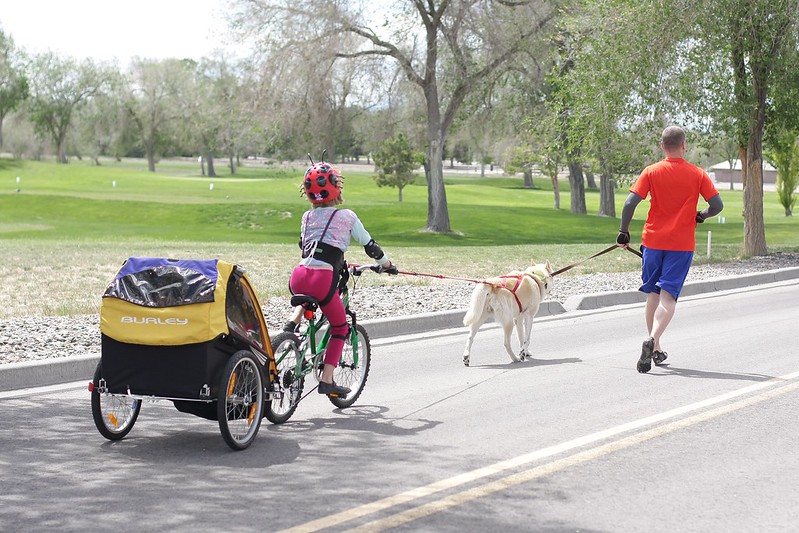 Finally, I have pics of all 4 dogs (2 Huskies + 2 GSDs) bikejoring together! 14314991217_5b2e50f832_c