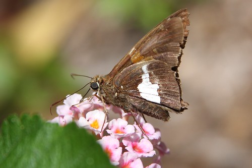butterfly florida micanopy silverspottedskipper epargyreusclarus