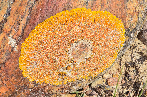 canada fungi alberta northamerica ascomycota xanthoriaelegans teloschistaceae lecanoromycetes ferrypointlanding elegantsunburstlichen gallery140705