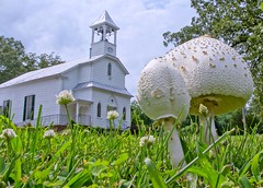 202/365: Mushrooms in front of Trinity (Catlett) United Methodist Church