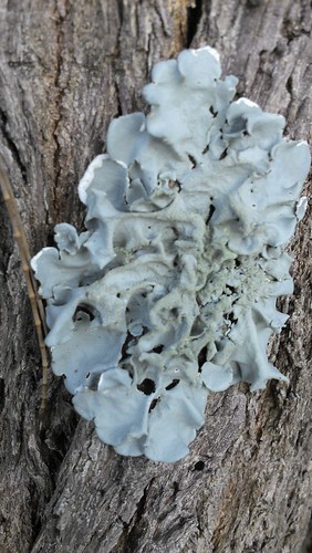 fungus in trunk