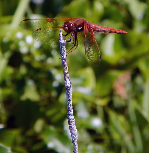 Fort Ebey: Dragonfly