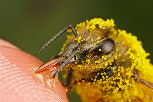 Pollinators Series 3-2