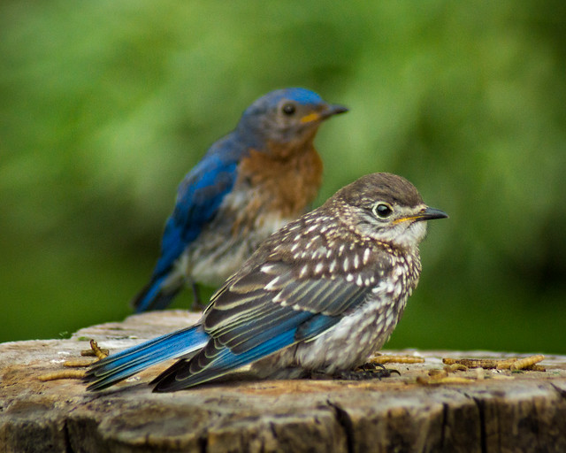 Eastern Bluebird, Bluebird, Eastern Bluebirds, Bluebirds, Juvenile, Birds 