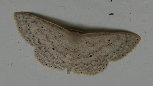 geometridae philippineslepidoptera taxonomy:binomial=scopula
