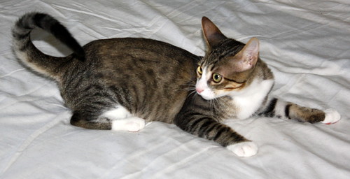 Rocky, gatito blanco y pardo esterilizado hiperdulce y tímido, nacido en Marzo´14 en adopción. Valencia. ADOPTADO. 14794582268_e929d69013