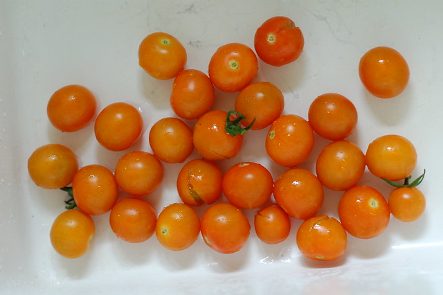 Sungold cherry tomatoes by Eve Fox, the Garden of Eating, copyright 2014