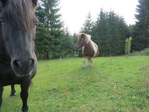 horses horse häst hästar vikersvik