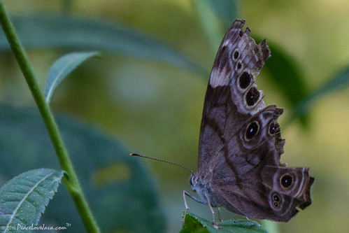 butterfly unitedstates pennsylvania greenecounty windridge northernpearlyeye ryersonstatepark pineboxtrail