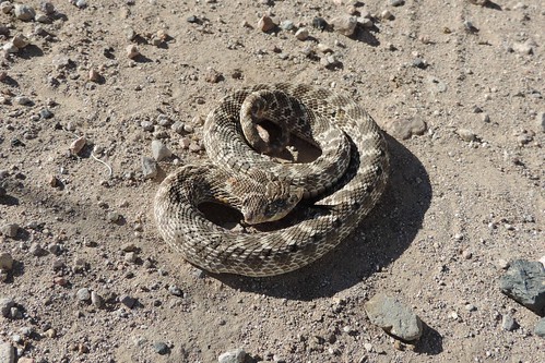 Mexican Hog-Nosed Snake (Heterodon nasicus kennerlyi)