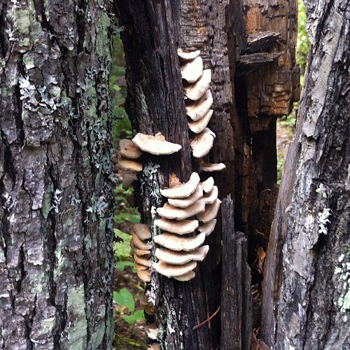 Mushroom from Boundary Waters Canoe Area Wilderness. Secret Blackstone trail. #superiornationalforest #bwca #vscocam