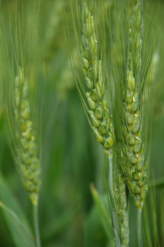 county summer canada field flora wheat july cyprus alberta 2014 7月 七月 カナダ 文月 bookmonth fumizuki アルバータ州 shichigatsu 平成26年