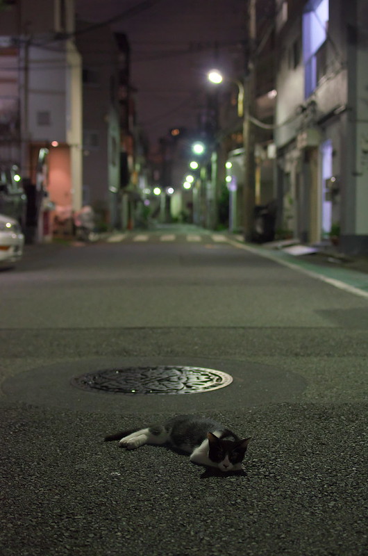 東京路地裏散歩 道の真中で寝転ぶネコ 2014年7月27日