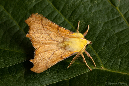 uk macro insect swindon moth lepidoptera geometridae ennominae wiltshire thorn liden canaryshoulderedthorn ennomosalniaria ef100mmf28lisusmmacro