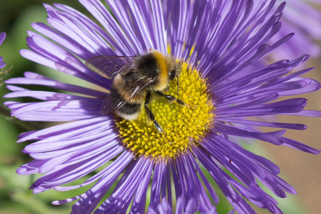 Icelandic Bee @ Akureyri Botanical Gardens