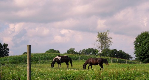 trees ohio sky horses horse beauty field clouds rural fence cornfield farm summertime wildflowers clover brimfieldohio portagecountyohio july2014