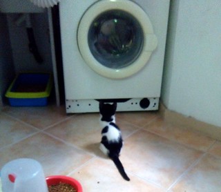 Carlitos, gatito blanquinegro extrovertido y guapo nacido en Junio´14 busca hogar. Valencia. ADOPTADO. 14893580337_0441be2bd7_n