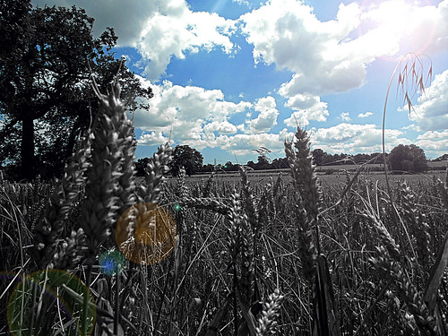 blue sky blackandwhite sun plant color colour tree art nature field clouds rural skyscape landscape countryside suffolk farm wheat sony fineart cybershot lensflare crops agriculture colorsplash dsc coloursplash eastanglia selective fineartphotography h200 flickrandroidapp:filter=none