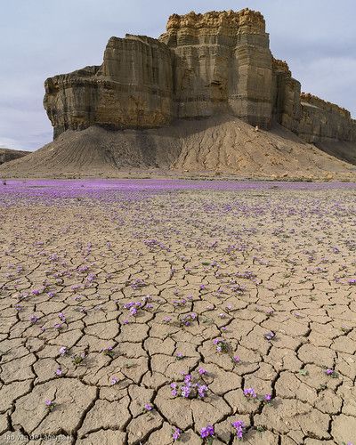northamerica unitedstates utah desert dry flower flowers landscape spring wildflower hanksville
