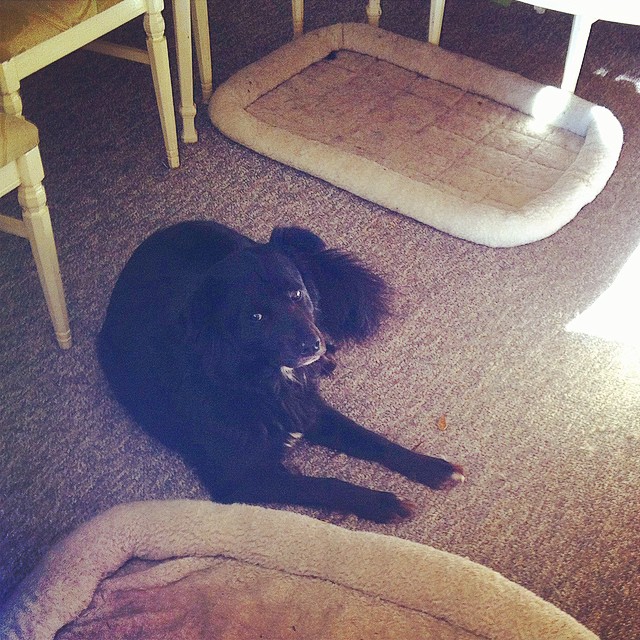 Two doggy beds and she still takes the floor. Eye roll, Bear Cub.