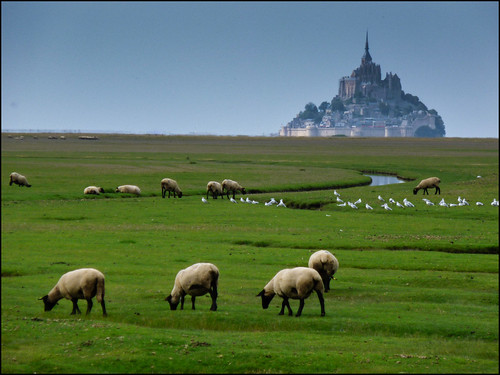 france sheep normandie moutons manche montsaintmichel préssalés bassenormandie saltmeadows courtils exploresept162014405