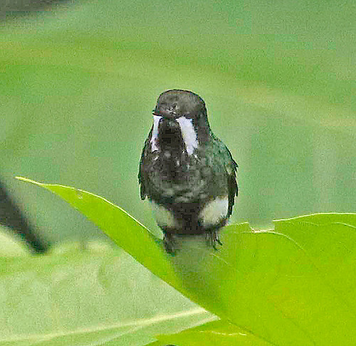 170226 2017 apodiformes buenaventurareserve discosura discosuraconversii ecuador greenthorntail hummingbird thorntail trochilidae bird
