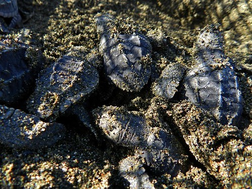 白日孵化出的小海龜