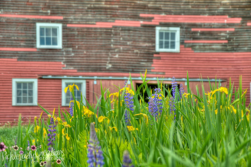 flowers trees summer sky horse mountains festival nikon skies purple newhampshire fields fest lupine sugarhill d90 lupinefestival 18105mm