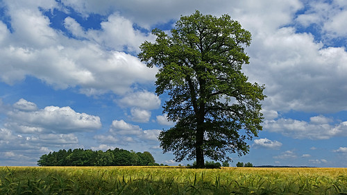 summer tree clouds oak cornfield day cloudy