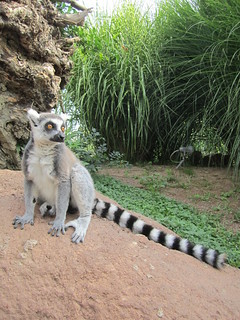 Lemuri