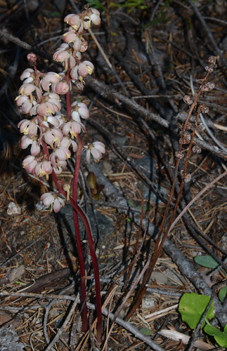 california pink plants usa plant alps west flower america pacific northwest north trinity norcal wildflower pnw pyrola