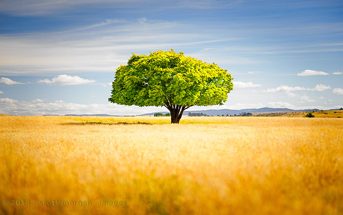 tree grass sunshine clouds ross australia potd tasmania fields midlands mountainrange