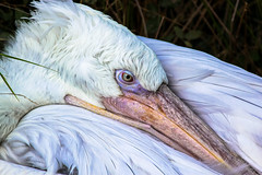 Pelican at Branfere - Photo of Berric