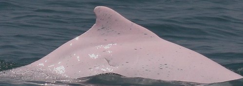 Popper 在海上悠游的畫面，照片來源： 鯨豚攝影者提供