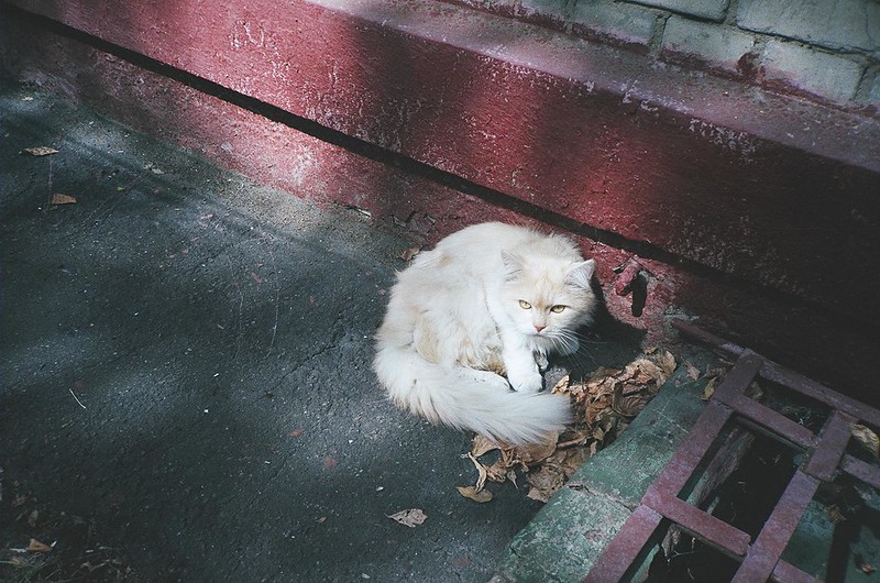 «Cat from the Luigi Longo Street»