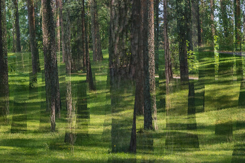 park light tree grass suomi finland multipleexposure trunk tripleexposure multiexposure heinola skrubu pni pekkanikrus