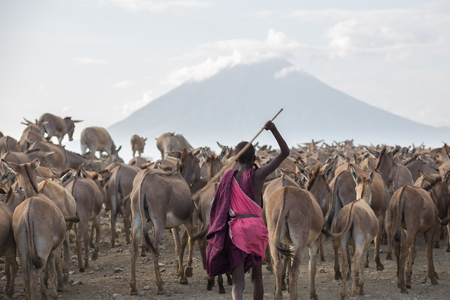 The Mules of Ol Doinyo Lengai