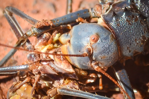 Cannibal armoured cricket in the Waterberg