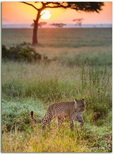 africa nature nikon leopard bigcats big5