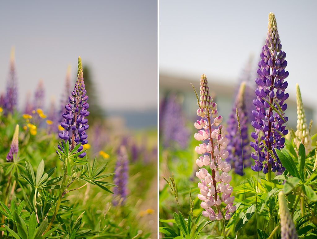 lupine collage