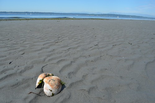 clam shell vista