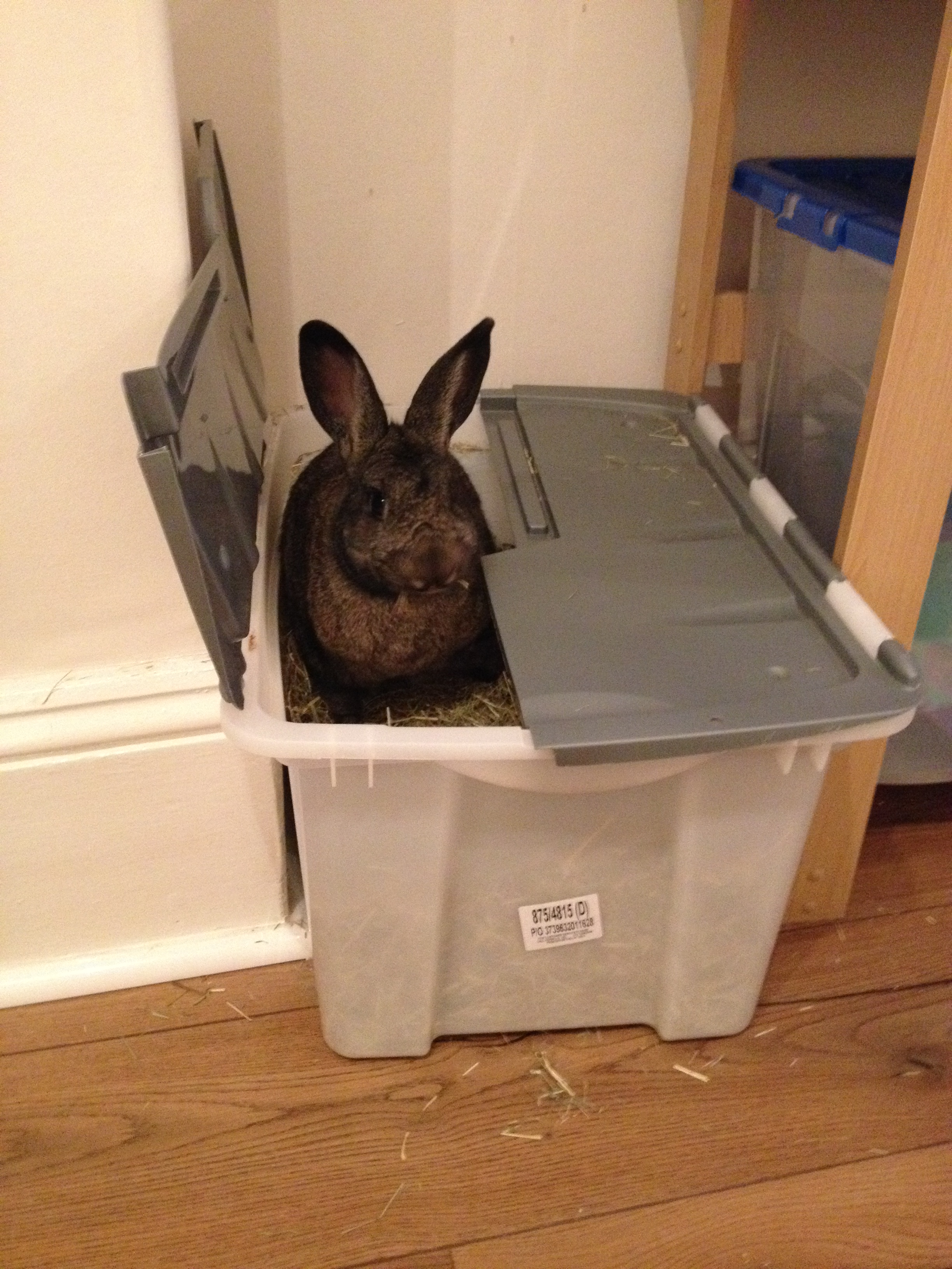 Oscar in hay box (5)