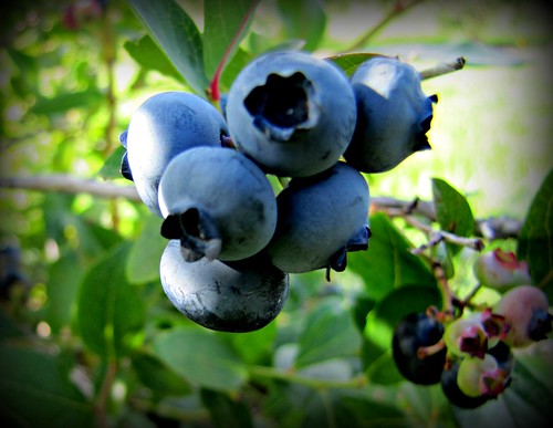 blue fruit berries bleu blueberries bleuets