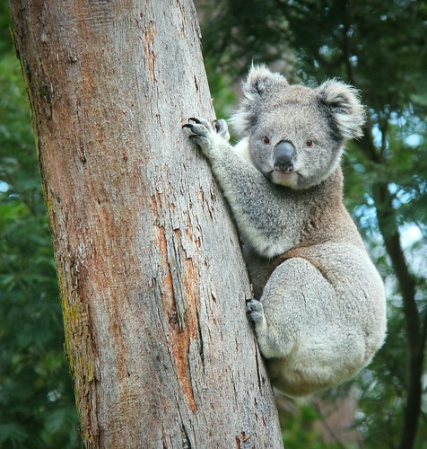 Roadside koala