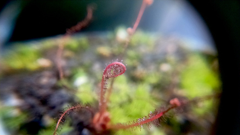 Curling Drosera filiformis leaf post-feeding.