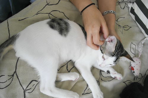 Abel, gatito blanco y pardo cariñoso y activo esterilizado, nacido en Marzo´15, en adopción. Valencia. ADOPTADO. 18828679602_c1e10c3320