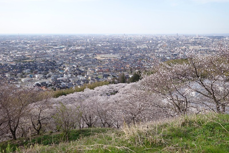 桜満開　高尾城址公園